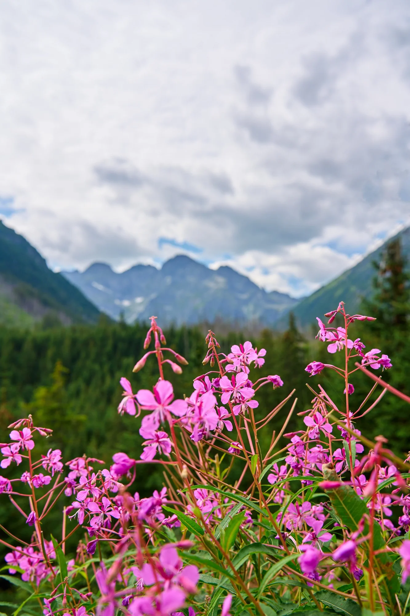Pink fireweed in bloom in front of a spruce forest and a mountain valley under summer clouds.